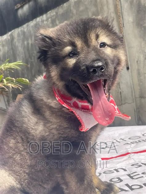 caucasian dog in nigeria|Caucasian Dogs & Puppies in Lagos for sale Prices on Jiji.ng.